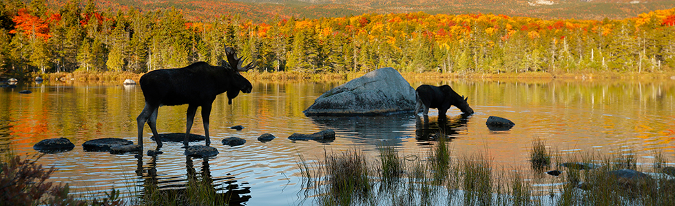 Two moose entering a lake by a series of stones. In the background are trees in red and orange.